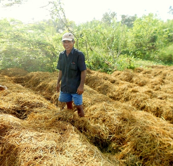 Mùi nấm rơm
