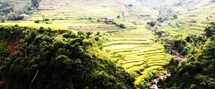 Thu vàng Tú Lệ