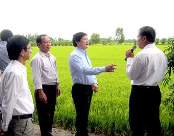 Tăng cường liên kết sản xuất giống lúa ở Đồng bằng sông Cửu Long