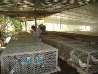 Thực hiện lộ trình xây dựng
xã nông thôn mới