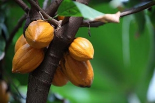 Ca cao có thể giúp cải thiện chứng suy giảm trí nhớ