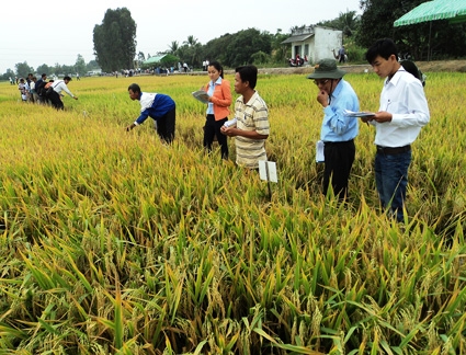 Góp sức làm nên kỳ tích ngành lúa gạo vùng ĐBSCL