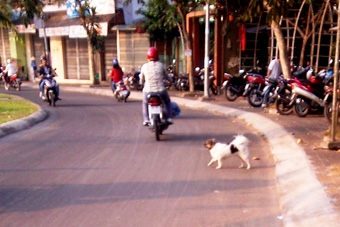 Hiểm họa giao thông từ gia súc thả rông