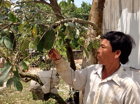 Thương lái lại thu mua lá cây