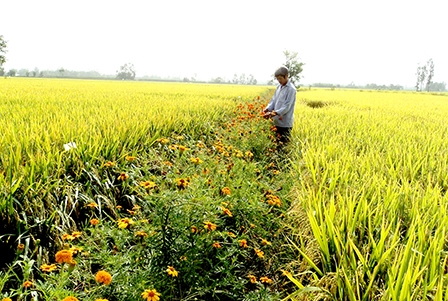 “Chia nhỏ” để đạt các tiêu chí về nông thôn mới