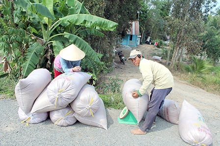 Giá lúa gạo giảm