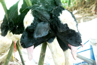 Con bê có hai đầu sau khi được sinh ra đã chết