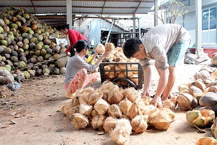 Giá dừa khô giảm mạnh