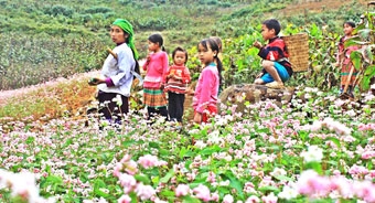 Hoa “thắp lửa” trên miền đá