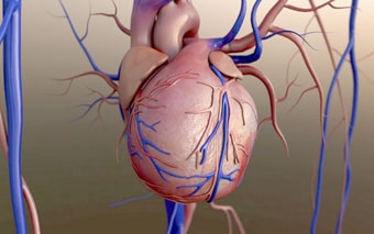 Quá trình lão hóa tim ở nam và nữ khác nhau