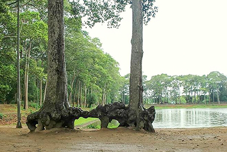 NHỮNG “MẢNH VỠ THẦN THOẠI” 
TRONG CÁC BẢN KỂ VỀ “SỰ TÍCH AO BÀ OM”