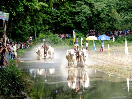 Lễ hội Đua bò Bảy Núi trở thành Di sản phi vật thể quốc gia