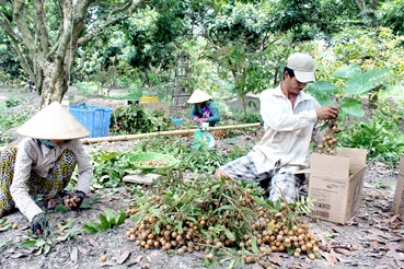 ĐBSCL: Giá nhãn tăng trở lại