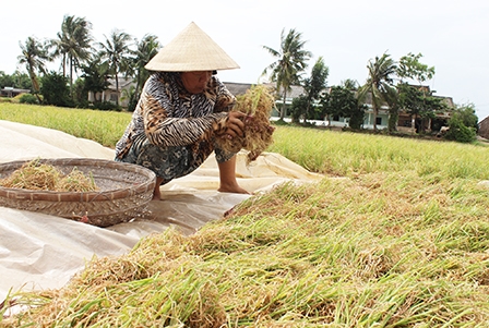 Tìm hướng đi cho hành tím Vĩnh Châu