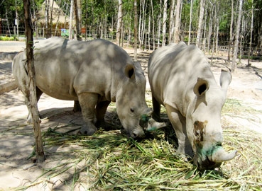 Nghe và thấy ở Safari Phú Quốc