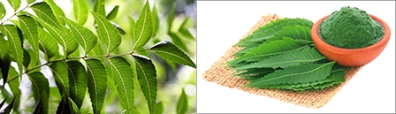 Lợi ích sức khỏe từ cây sầu đâu