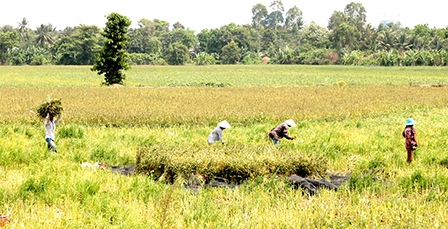 Giá mè ở mức thấp