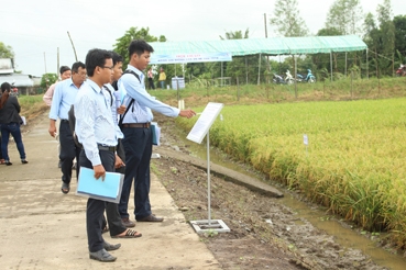 Viện Lúa Đồng bằng sông Cửu Long 
đánh giá giống lúa vụ hè thu 2016