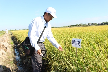 Bảo hộ 23 giống lúa mang thương hiệu OM