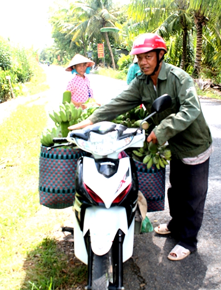 Nhiều loại chuối  hút hàng, giá tăng
