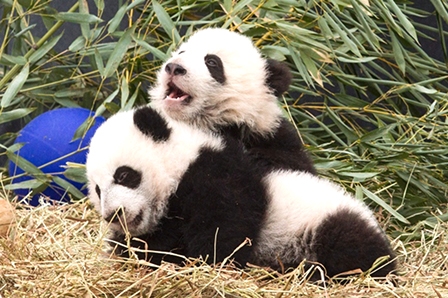 Gấu trúc không còn là “loài vật có nguy cơ tuyệt chủng”