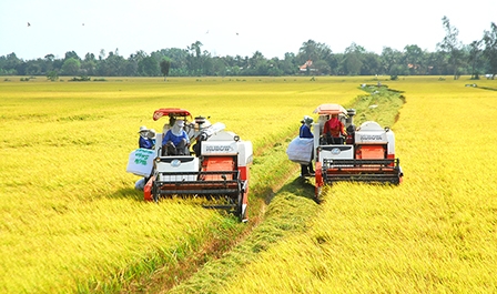 Đầu tư hoàn thiện chuỗi ngành hàng lúa gạo