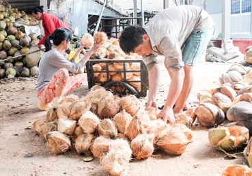 Giá dừa khô tăng cao kỷ lục