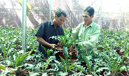 Nông dân lo vụ hoa Tết