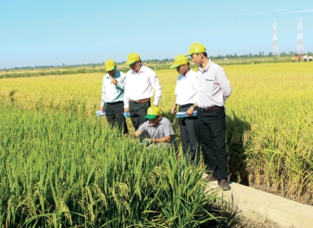Tăng chất, giảm lượng, đảm bảo lợi nhuận cho nông dân