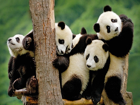 Vì sao gấu trúc có màu đen và trắng?