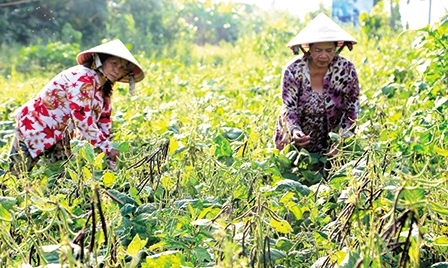 Quyết sách phát triển vùng ĐBSCL