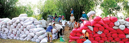 Nông sản GAP gian nan 
đường ra thị trường lớn