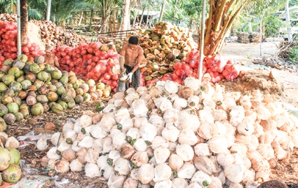 Giá dừa khô sẽ còn tăng cao