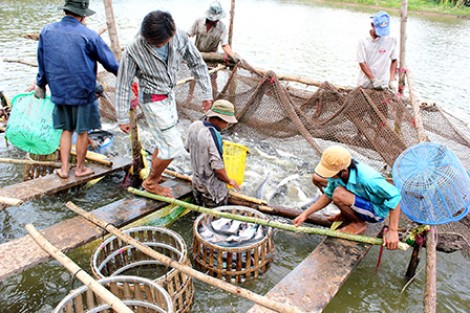 Cần nhiều giải pháp phát triển ngành cá tra