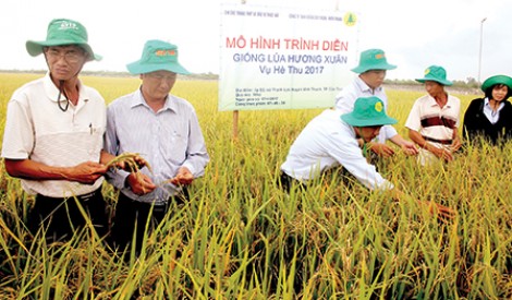 Triển vọng từ giống lúa thơm có sức chống chịu tốt