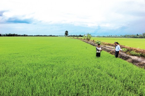 Giúp nông dân áp dụng triệt để quy trình “1 phải, 5 giảm”