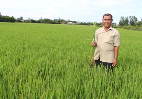 Thu nhập cao từ mô hình sản xuất lúa giống