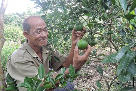 Cựu chiến binh giúp nhau làm vườn