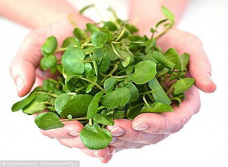 Ăn cải xoong giúp tăng khả năng sinh sản cho “phái mạnh”
