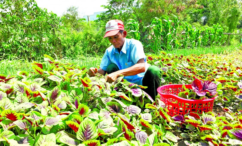 Làm giàu

nhờ rau VietGAP