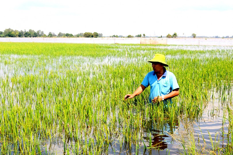 An Giang - Nông dân An Phú gặt lúa xanh chạy lũ