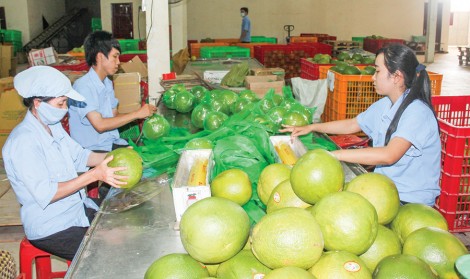 Bến Tre: Rộ mùa, bưởi da xanh giảm giá