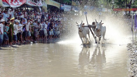 Về Bảy Núi vui hội đua bò