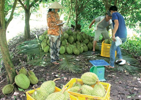 Đồng bằng sông Cửu Long

cần cuộc chuyển đổi lớn