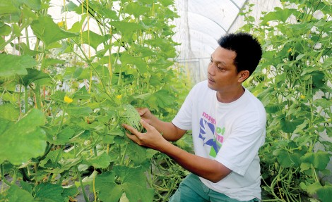 Sử dụng hiệu quả công nghệ tưới tiết kiệm cho rau màu