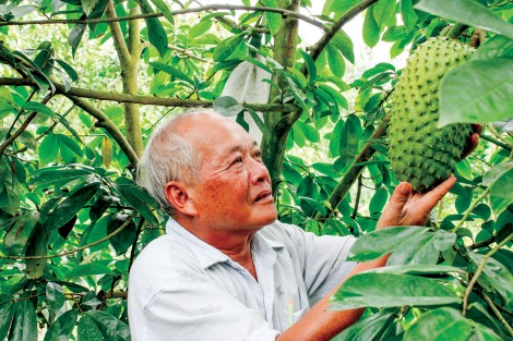 Nông dân “đổi đời” nhờ trồng mãng cầu
