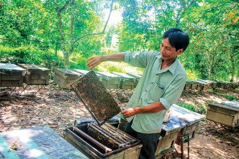ĐBSCL: Giá mật ong nuôi ở mức thấp