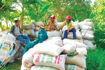 ĐBSCL: Doanh nghiệp đẩy mạnh thu mua, giá lúa gạo tăng