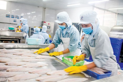Giá cá tra nguyên liệu tiếp tục nhích lên