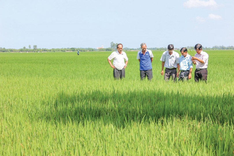 VnSAT “thúc” nông dân sản xuất lúa sạch